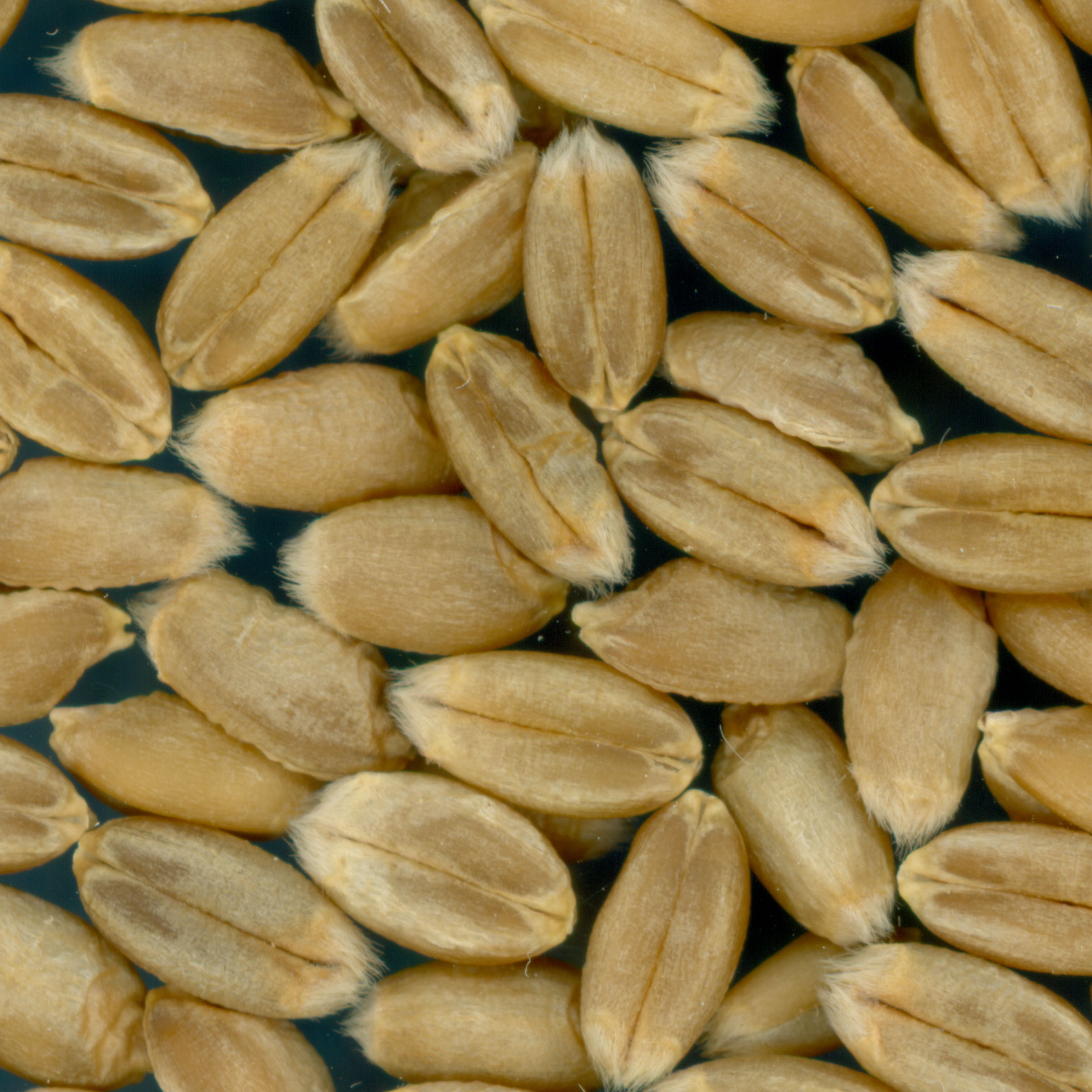 KERNELS